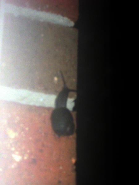 Snail.
I've got a thing for snails.