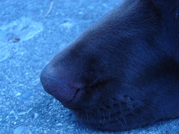 this is a nose