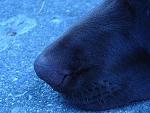 this is a nose