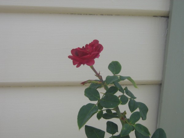 Flower.

My mummy likey her flowers.

We likey them living.