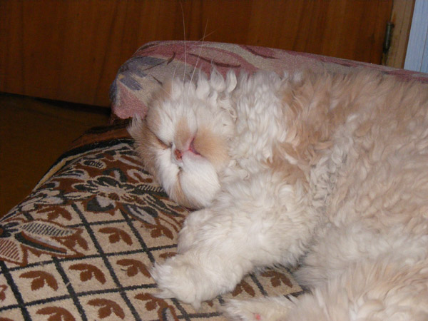 leutzu sleeping (2007 Christmas)