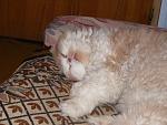 leutzu sleeping (2007 Christmas)