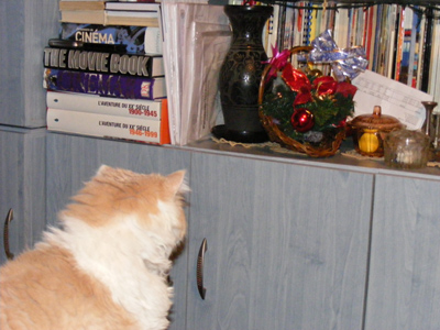 Leutzu's attention captured not by books but by the ball in the bowl.