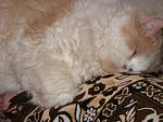 sleeping
