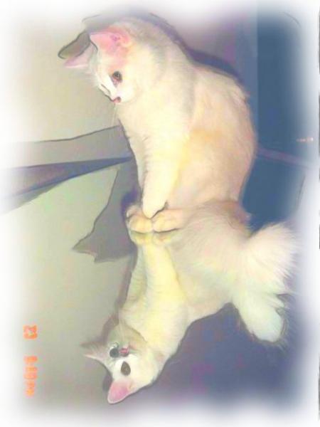 whitekitty georgie
