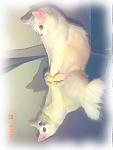 whitekitty georgie