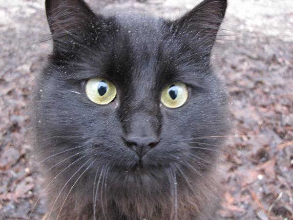 My kitty