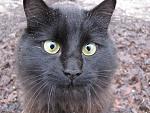 My kitty