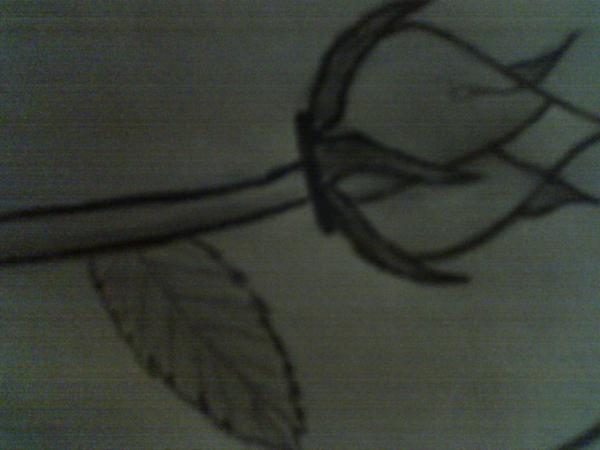 Crying rose