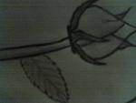 Crying rose