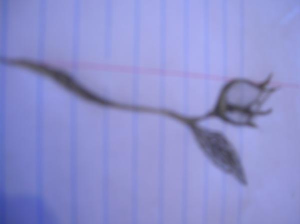 rose
