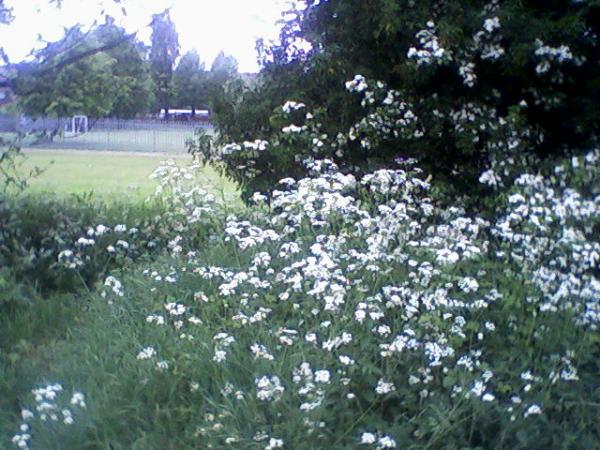 Photo wai