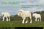 For PeterL. I saw this picture and I thought you would like these white lions. So I left a little message and dedicated this picture to you. :D