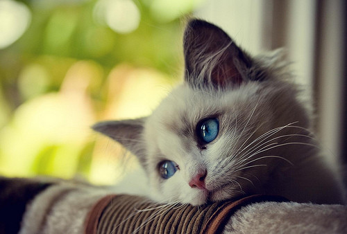 wistfulcat