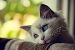 wistfulcat