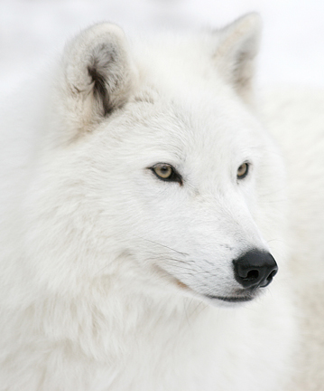 whitewolf