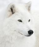 whitewolf
