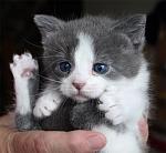 kitty!