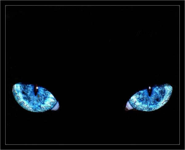 eyes of a hunter