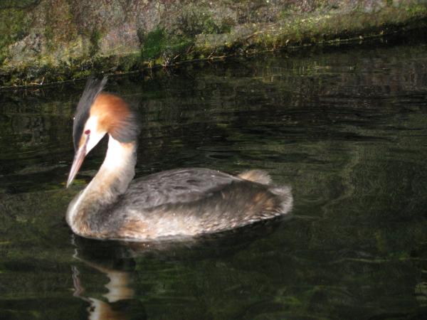 Great Crested Grebe