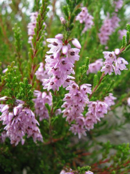 Heather