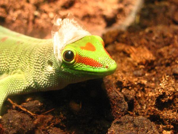 Moulting Lizard