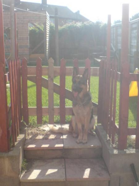 Toby in garden 2008 orm 09.