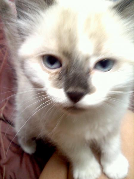 My new kitten Daisy :)

(Named after The Great Gatsby, or so my mother says)