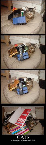 Cats