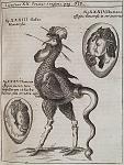 Physica Curiosa 6