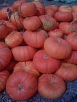 Pumpkin time!