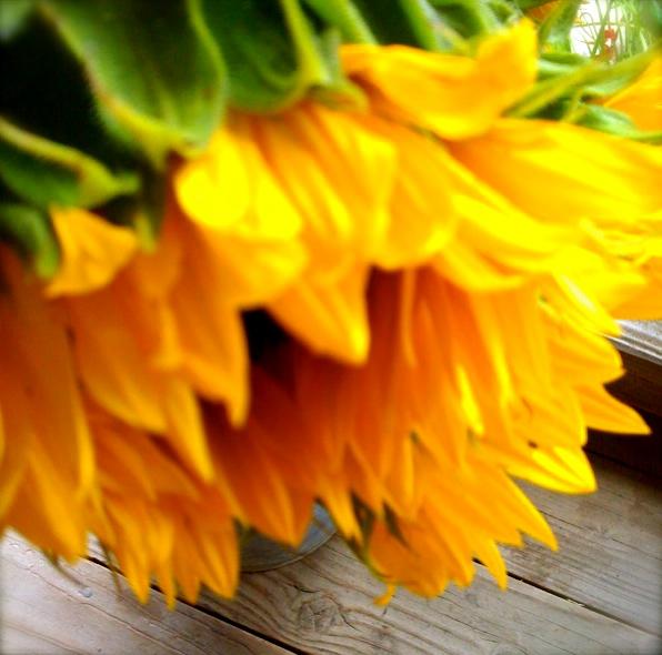 The last sunflower
Carmel Valley, CA