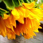 The last sunflower 
Carmel Valley, CA