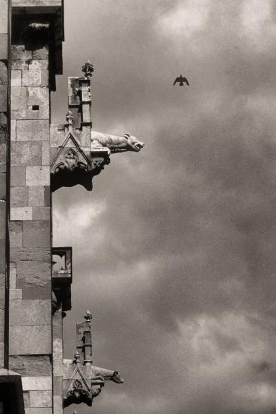 Gargoyles and Pigeon
St.Peter Cathedral in Regensburg Germany.
Construction began in the late 13th century.