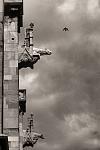 Gargoyles and Pigeon 
St.Peter Cathedral in Regensburg Germany. 
Construction began in the late 13th century.