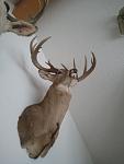 Whitetail