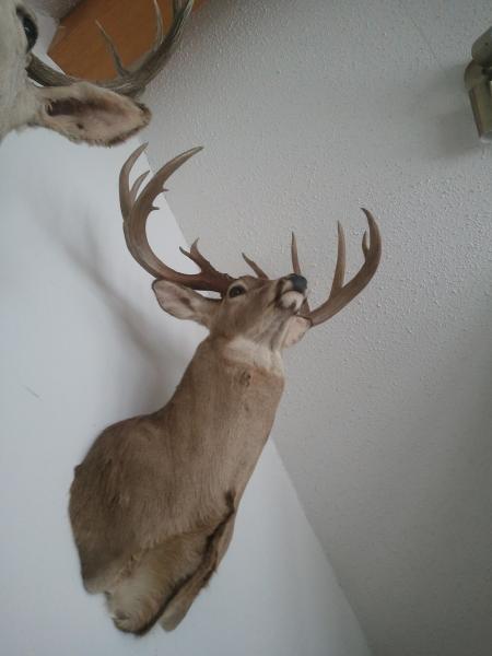 Whitetail