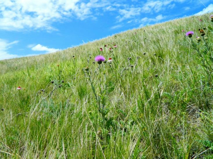 flowering hills