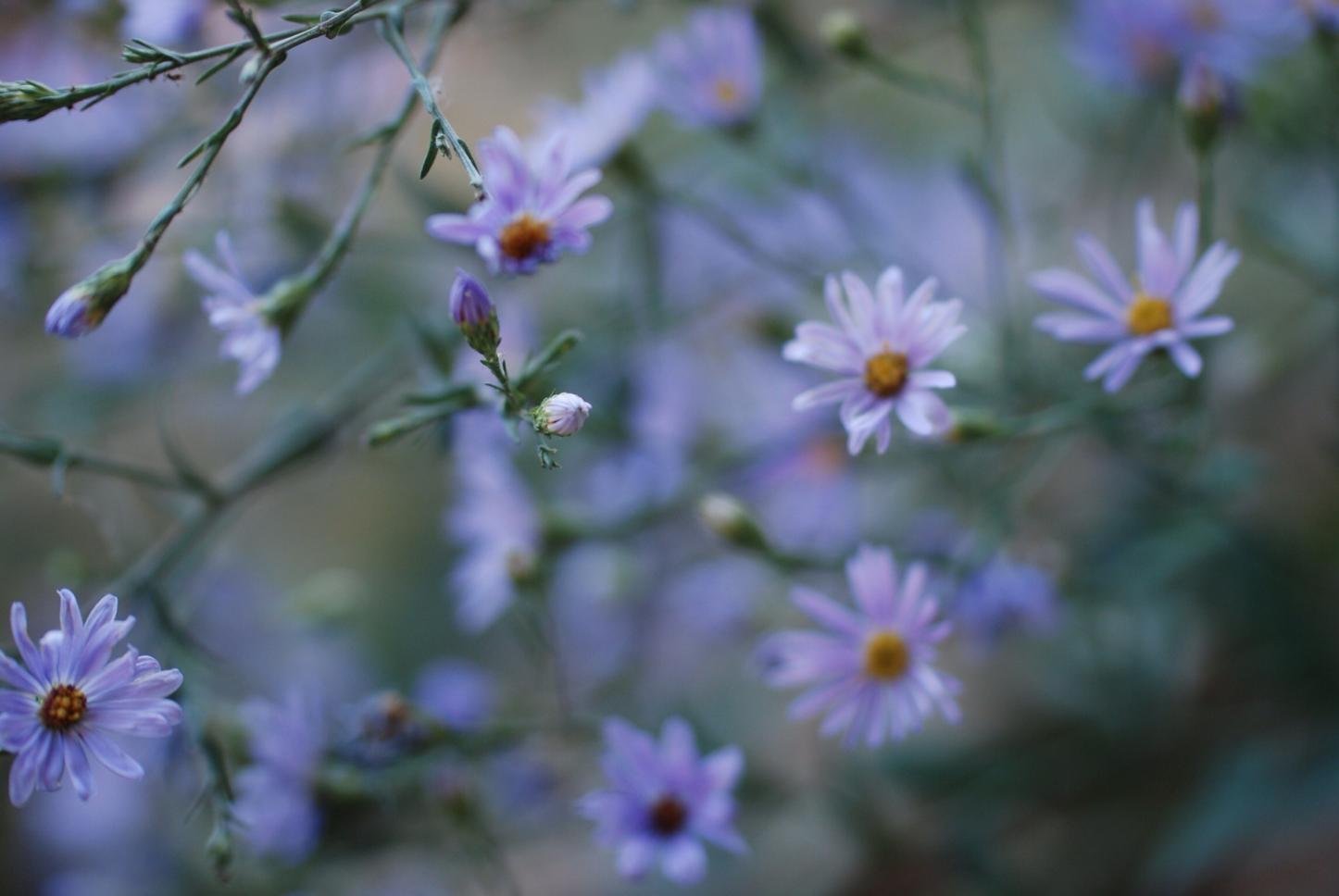 The stuff bouquets are made of