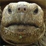 Geochelonian's Avatar
