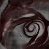 Black Rose's Avatar