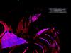 Demented Faerie's Avatar