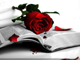 Afraa's Avatar