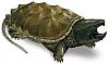 turtlemom's Avatar