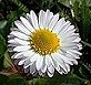 G�nsebl�mchen's Avatar
