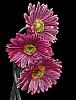 wild_diva's Avatar