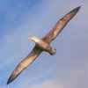 Albatross of Hu's Avatar