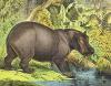 pygmyhippo9's Avatar