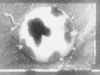 Spherical Cow's Avatar