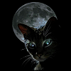 Silent Winter's Avatar